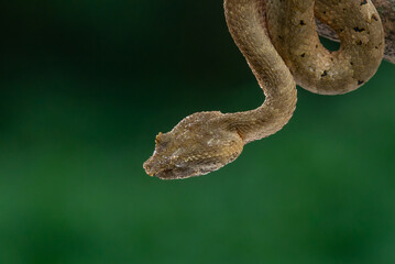 Brongersma's pit viper snake Trimeresurus or Craspedocephalus brongersmai, native to Mentawai islands, natural bokeh background