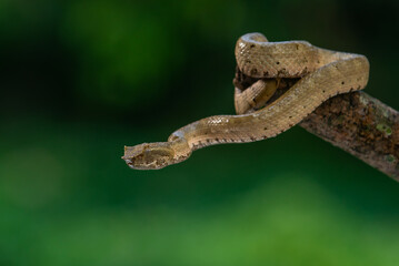 Brongersma's pit viper snake Trimeresurus or Craspedocephalus brongersmai, native to Mentawai islands, natural bokeh background