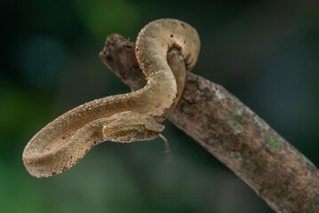 Naklejka na ściany i meble Brongersma's pit viper snake Trimeresurus or Craspedocephalus brongersmai, native to Mentawai islands, natural bokeh background