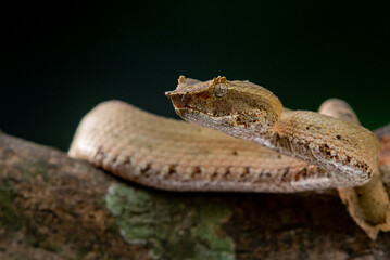 Brongersma's pit viper snake Trimeresurus or Craspedocephalus brongersmai, native to Mentawai...