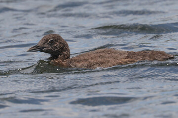 Loon and chick swimming on the lake
