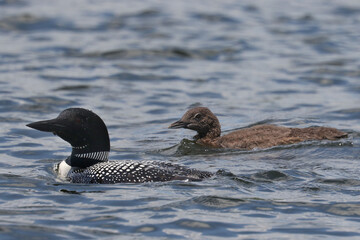 Loon and chick swimming on the lake