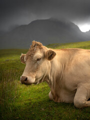 Fototapeta na wymiar Kuh vor einem Berg im dramatischen Licht