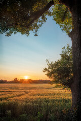 Fototapeta na wymiar ein Getreidefeld während des Sonnenuntergangs