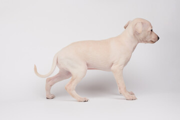 Portrait of cute Italian Greyhound puppy isolated on white studio background. Small beagle dog...