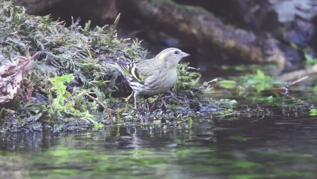 Siskin drinks at the stream
