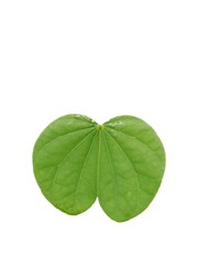 Green bauhinia Leaves isolated on white background
July 2023, in India