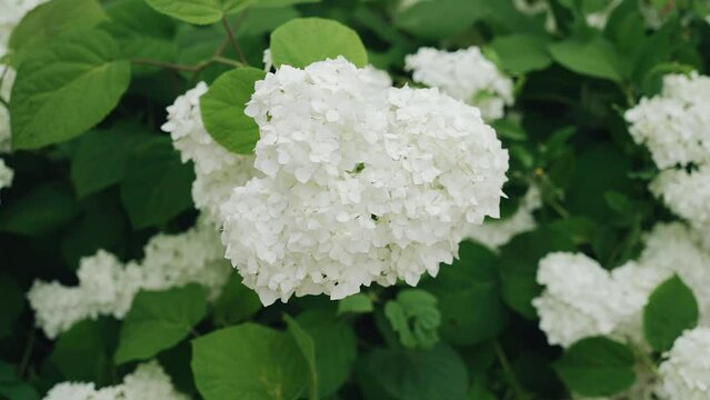 There are beautiful white flowers on the green bushes. Close-up photography of flowers