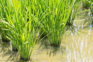 すくすく育つ稲