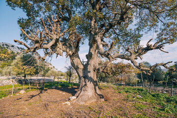 Huge oak tree in the natural park at sunset