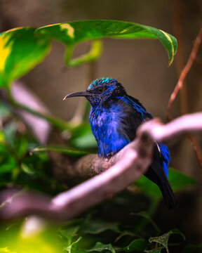 a male Honeycreeper sitting on a branch