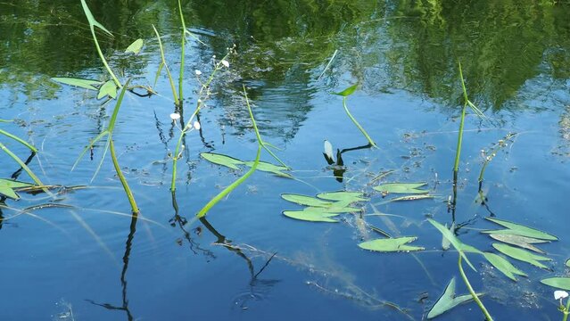 Arrowleaf Sagittaria is a genus of aquatic perennial plants of the family Alismataceae. Elodea, water plague, German  Wasserpest is perennial aquatic grasses of the Vodokrasovye family. Karelia