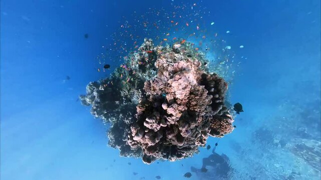 School of bicolor anthias fish and parrotfish swimming over tropical coral in coral garden in reef of Maldives island in 360 video camera degree modus