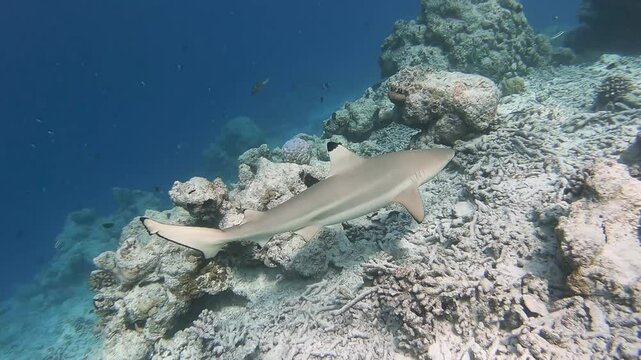 Patrolling blacktip reef shark swimming on reef edge in a coral reef on a Maldives island