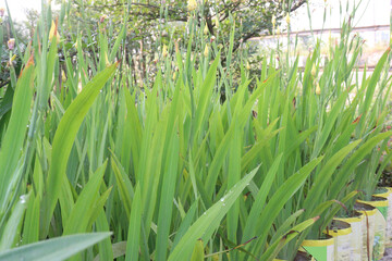 Obraz premium Yellow Tall Bearded Iris Flower plant on farm