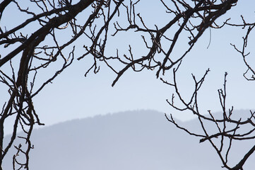 View of the mountain in the summer haze through the branches of a tree in early spring.