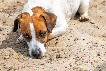 beautiful jack russell terrier lies and basks in the sand on a sunny day. family walk