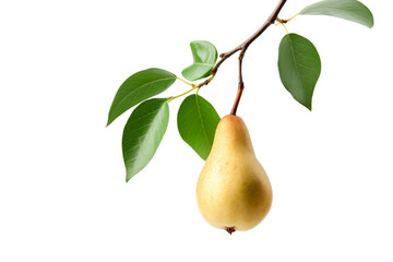 A succulent pear on a branch with leaves isolated on white background.