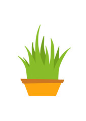 grass in pot