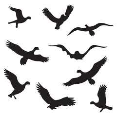 Fototapeta premium Albatross silhouettes and icons. Black flat color simple elegant Albatross animal vector and illustration.