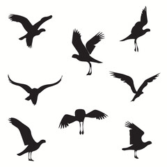 Albatross silhouettes and icons. Black flat color simple elegant Albatross animal vector and illustration.