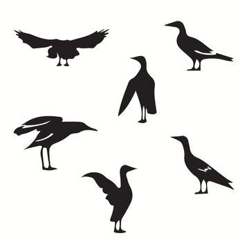 Albatross silhouettes and icons. Black flat color simple elegant Albatross animal vector and illustration.