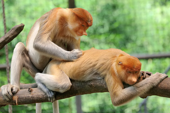 Bekantan (Nasalis larvatus) is a kind of long-nosed monkey with brown hair. This unique monkey inhabits the island of Borneo, Indonesia.