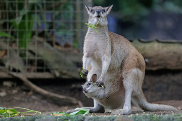 An Eastern hare wallaby mother is looking for food while holding her baby in a pouch on her belly. This marsupial has the scientific name Lagorchestes leporides. 