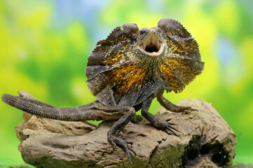 Soa Payung also known as the frilled lizard or frilled dragon is showing a threatening expression....