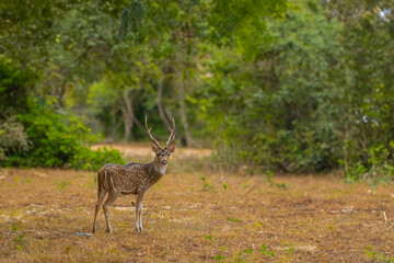 Naklejka na ściany i meble The Sri Lankan axis deer or Ceylon spotted deer is a subspecies of axis deer that inhabits only Sri Lanka.