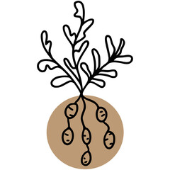 Potato root vector, colored spot