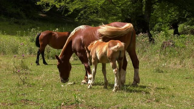Mare in the wild with her foal