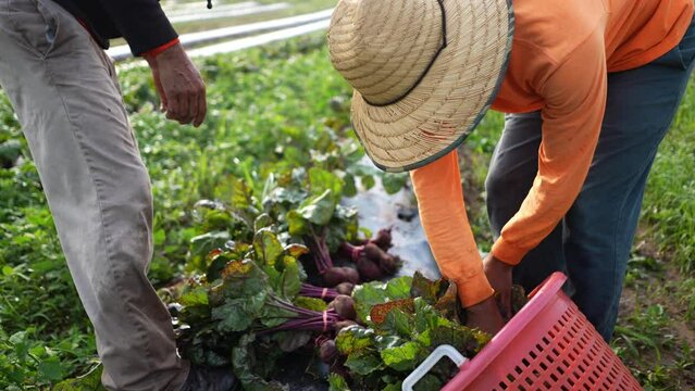 Farmers putting fresh picked beets into a hamper in early morning light in slow motion.