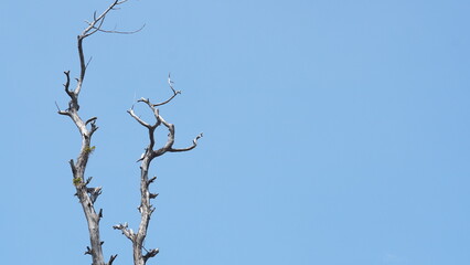 dry teak branches with blue sky background. no people. copy space