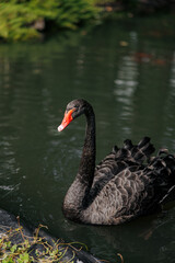 Beautiful and graceful black swan swimming in lake.
