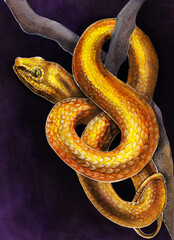 Drawing of a golden yellow beautiful snake. Cold blooded reptile. Isolated watercolor drawing of an animal on a black background.