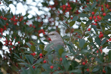 Northern Mockingbird in holly tree looking at viewer
