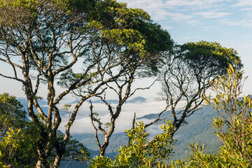 Mountain valley viewed through trees at Ronda Municipal Park in Sao Francisco de Paula, South of Brazil
