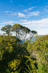 Mountain valley viewed through trees at Ronda Municipal Park in Sao Francisco de Paula, South of Brazil