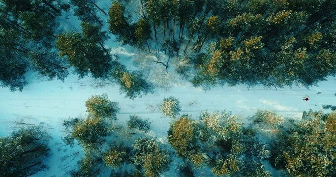 aerial view of fabulous pine forest in winter and walking pair on snowed road, 4K, Prores