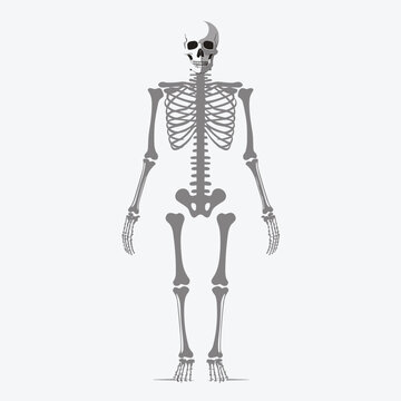 skeleton vector flat minimalistic isolated illustration