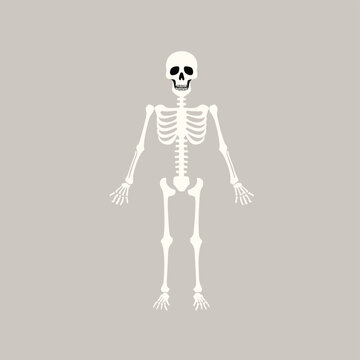 skeleton vector flat minimalistic isolated illustration