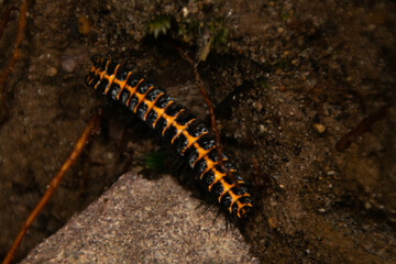 Macro of centipedes with black and orange color, in nature at the waterfalls sanctuary in Mindo,...