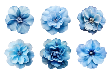 Selection of various blue flowers isolated on transparent background