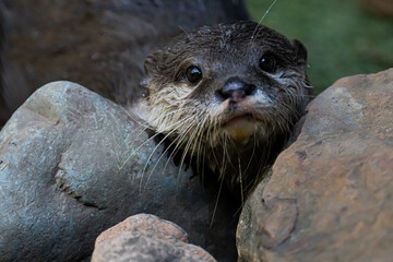 Obraz premium close up of a otter