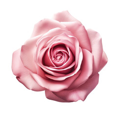 rose flower isolated on white