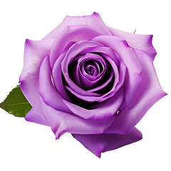 rose flower isolated on white