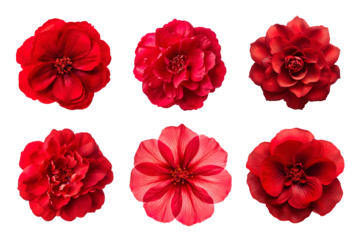 Selection of various red flowers isolated on transparent background