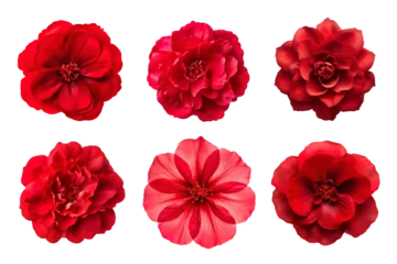 Foto op Plexiglas Selection of various red flowers isolated on transparent background © degungpranasiwi