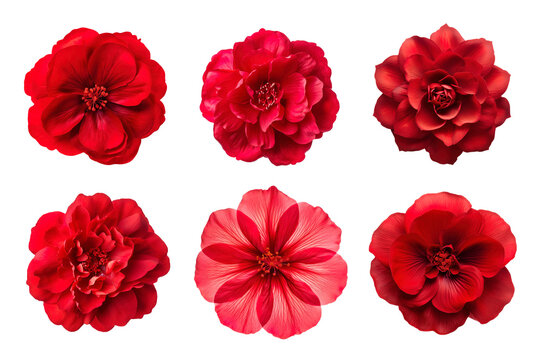 Selection of various red flowers isolated on transparent background
